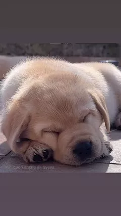 Cuccioli Labrador