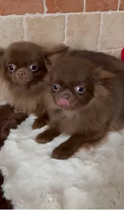 Chihuahua russo pelo lungo, colore cioccolato - Anteprima 1