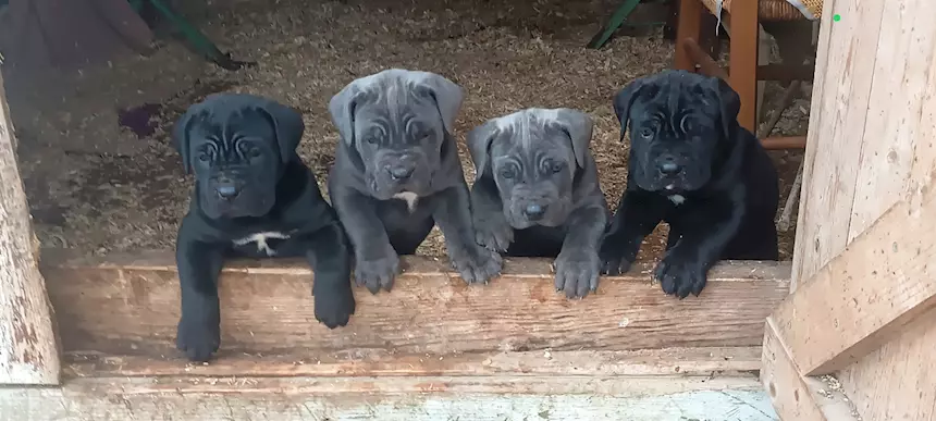 Foto 2Cane Corso cuccioli, taglia xxl, genitori visibili