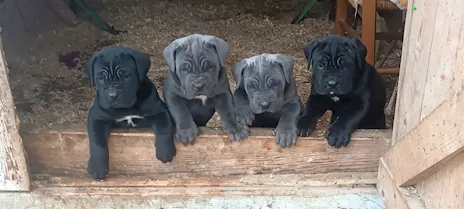 Cane Corso cuccioli, taglia xxl, genitori visibili - Anteprima 2