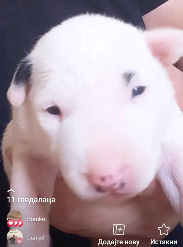 Foto 5 Bull terrier standard cuccioli