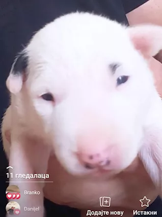 Bull terrier standard cuccioli - Foto 5