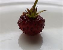 Fragolina al cocco