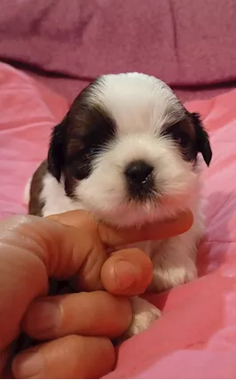 Cuccioli di shihtzu