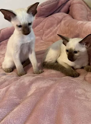 Cucciolo siamese pura razza