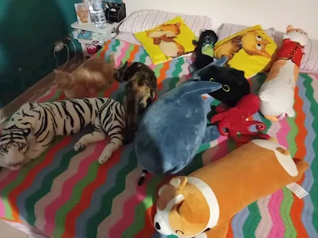 Vendi tutti questi peluche tenuti