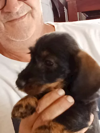 Regalo bassotto femmina pelo duro