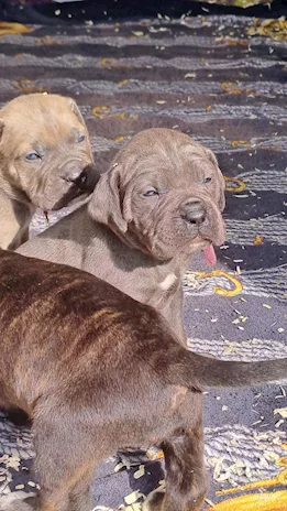Cane Corso Cuccioli - Anteprima 2