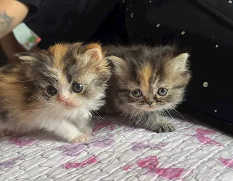 Cuccioli gattino persiano, genitori visibili - Foto 3