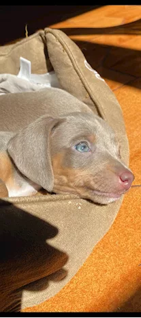 Cucciolo di Bassotto Nano