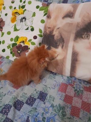 Maschietti Persiani - Foto 4