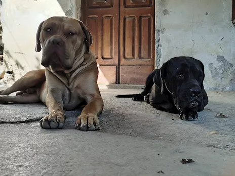 Cuccioli cane corso