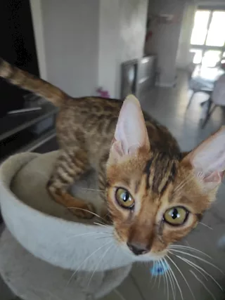 Bengala cucciolo disponibile