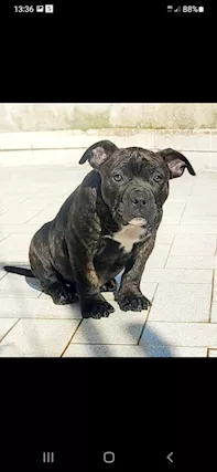 American Razza Pitbull UKC, genitori visibili, prezzo trattabile - Foto 5