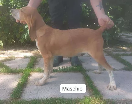 Segugi maremmani cuccioli di grandissima riuscita - Foto 6