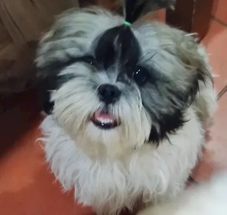 Cucciolotto di Razza Shih Tzu, genitori visibili - Anteprima 4