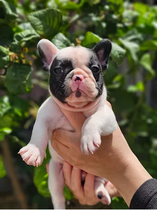 Bulldog francese pedigree ENCI - Foto 3