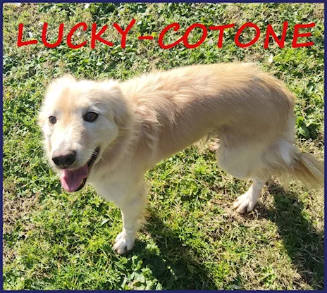 Lucky Cotone un angelo che aspetta ancora