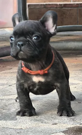 Cuccioli di Razza Bulldog francese pedigree ENCI, genitori visibili - Foto 6