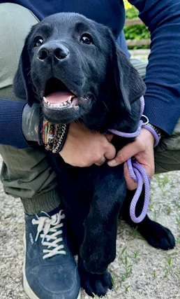 Cuccioli di Razza labrador - Foto 3