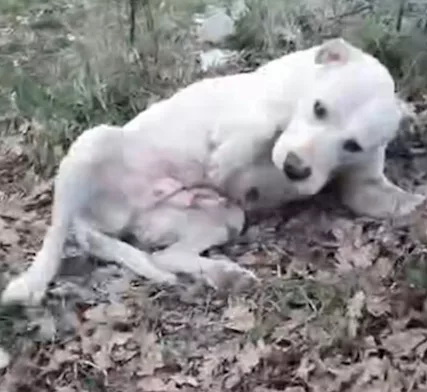 Sheeva 2 anni pelo corto mollata in campagna MILANO - Foto 6