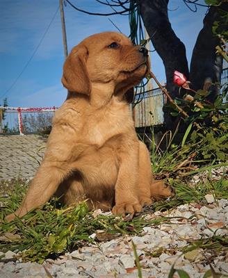 Cuccioli di Labrador Retriever - Pedigree, lastre test - Foto 4