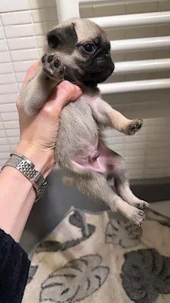 Cuccioli di Carlino con Pedigree - Foto 2