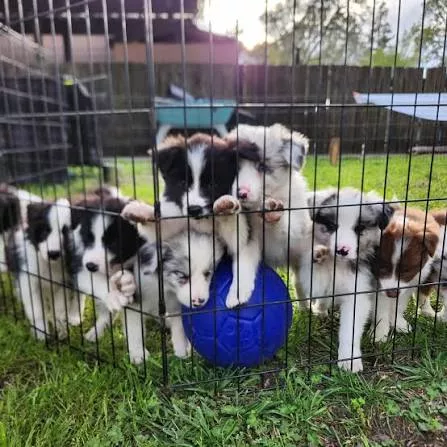Cuccioli di Border Collie in regalo - Adozione responsabile
