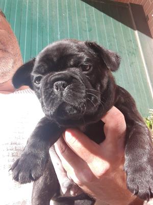 Bulldog Francese cuccioli - Foto 6