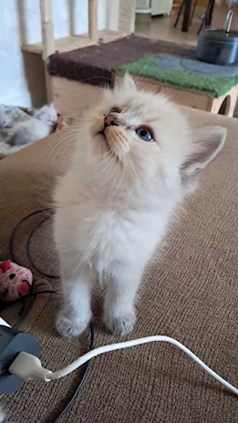 Cuccioli siberiani neva