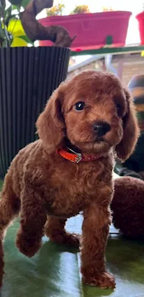 Cuccioli di barboncino nano