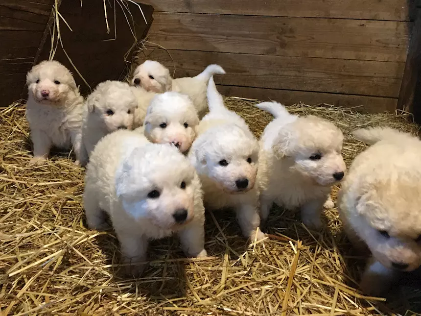Cuccioli Pastore Razza Maremmano Abruzzese - Cani a Lucca