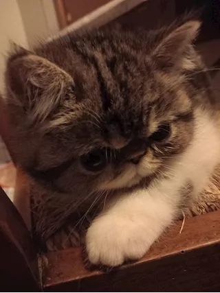 Gattino Esotico