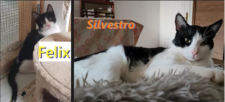 FELIX & SILVESTRO, pupi meravigliosi