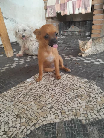 Cucciola di Chiwawa femmina