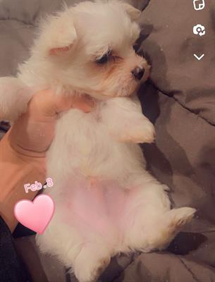 Cuccioli Razza maltese, peso 3 kg - Foto 2