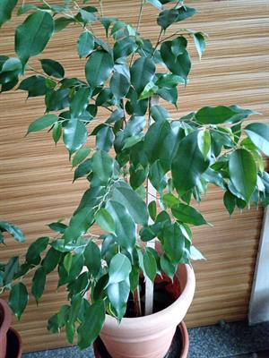 Pianta di Ficus Benjamina alta 1metro larghezza 70