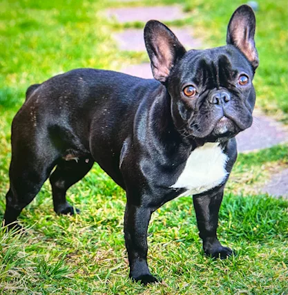 Bulldog francesi