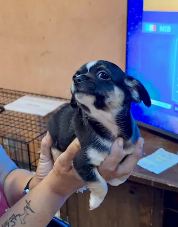 Chihuahua femmine con pedigree