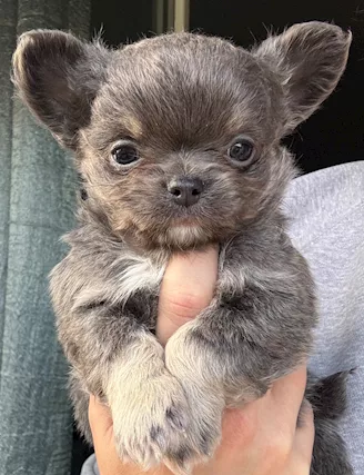 Chihuahua toy a pelo lungo