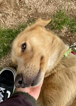 Simil Golden femmina 3 anni a catena da troppo.LAZIO - Foto 3