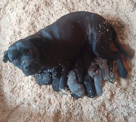 Cane Corso cuccioli, taglia xxl, genitori visibili - Anteprima 4