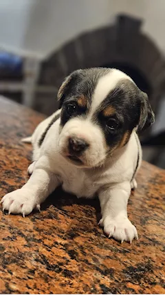 I cuccioli di Mimi