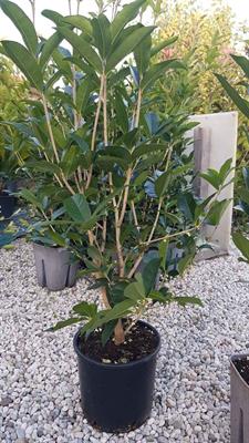 Oleas Frangras fiore Bianco Pianta da Siepe