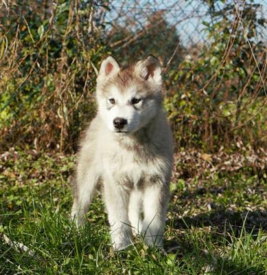 Cucciolo alaskan malamute