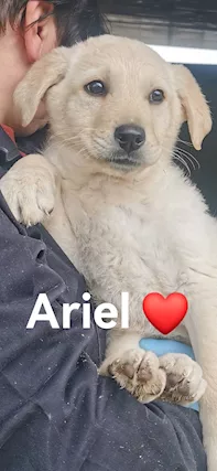 12cuccioli 2 mesi e 1/2 tg grandina Bari Sos Casa