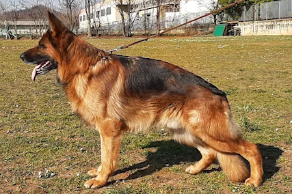 Cuccioli pastore trdesco importante genealogia, a pelo corto - Foto 6