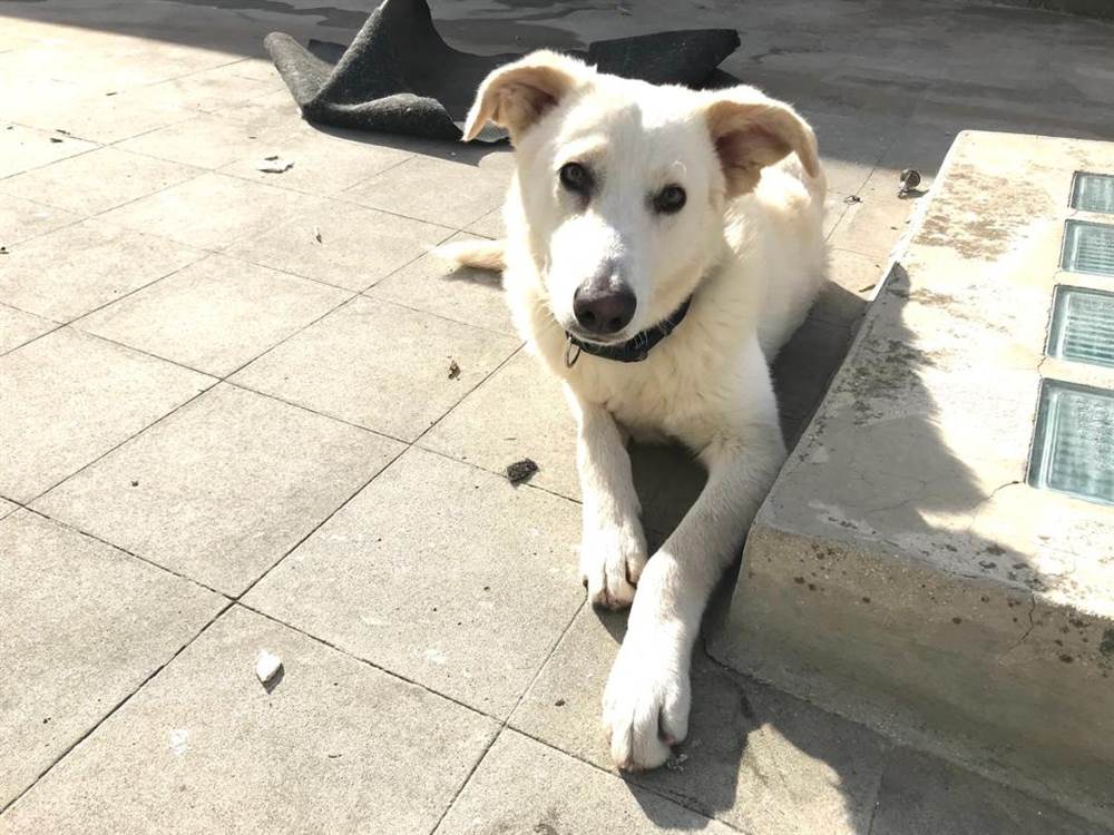 Foto 3Oliver si trova in pensione a Milano
