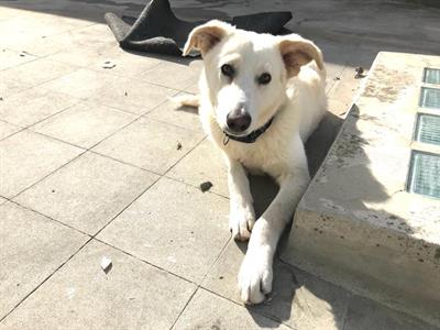 Oliver si trova in pensione a Milano - Anteprima 3