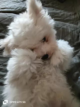 Bichon frisé